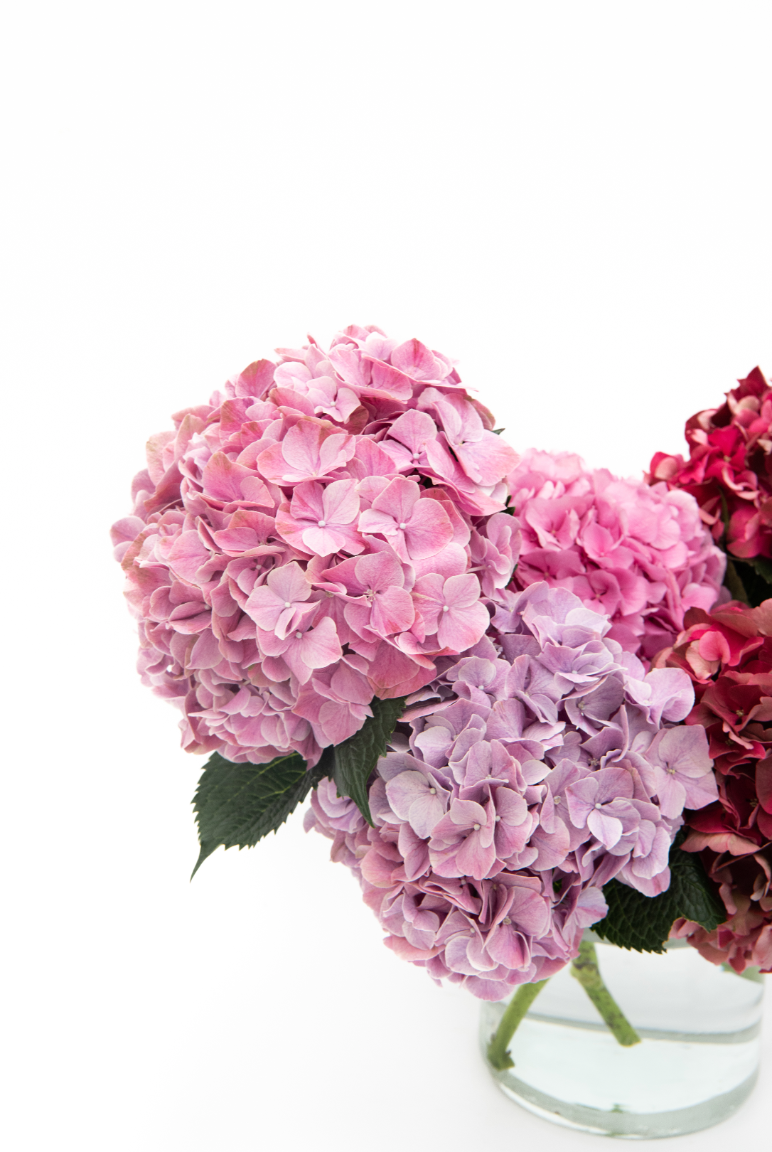 Simply Hydrangea Small