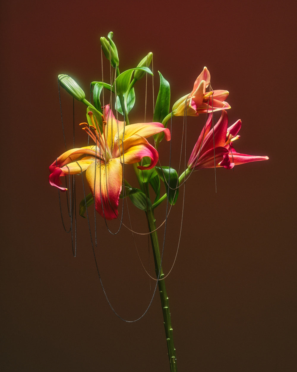 Artistic depiction of flowers with a dark brown background