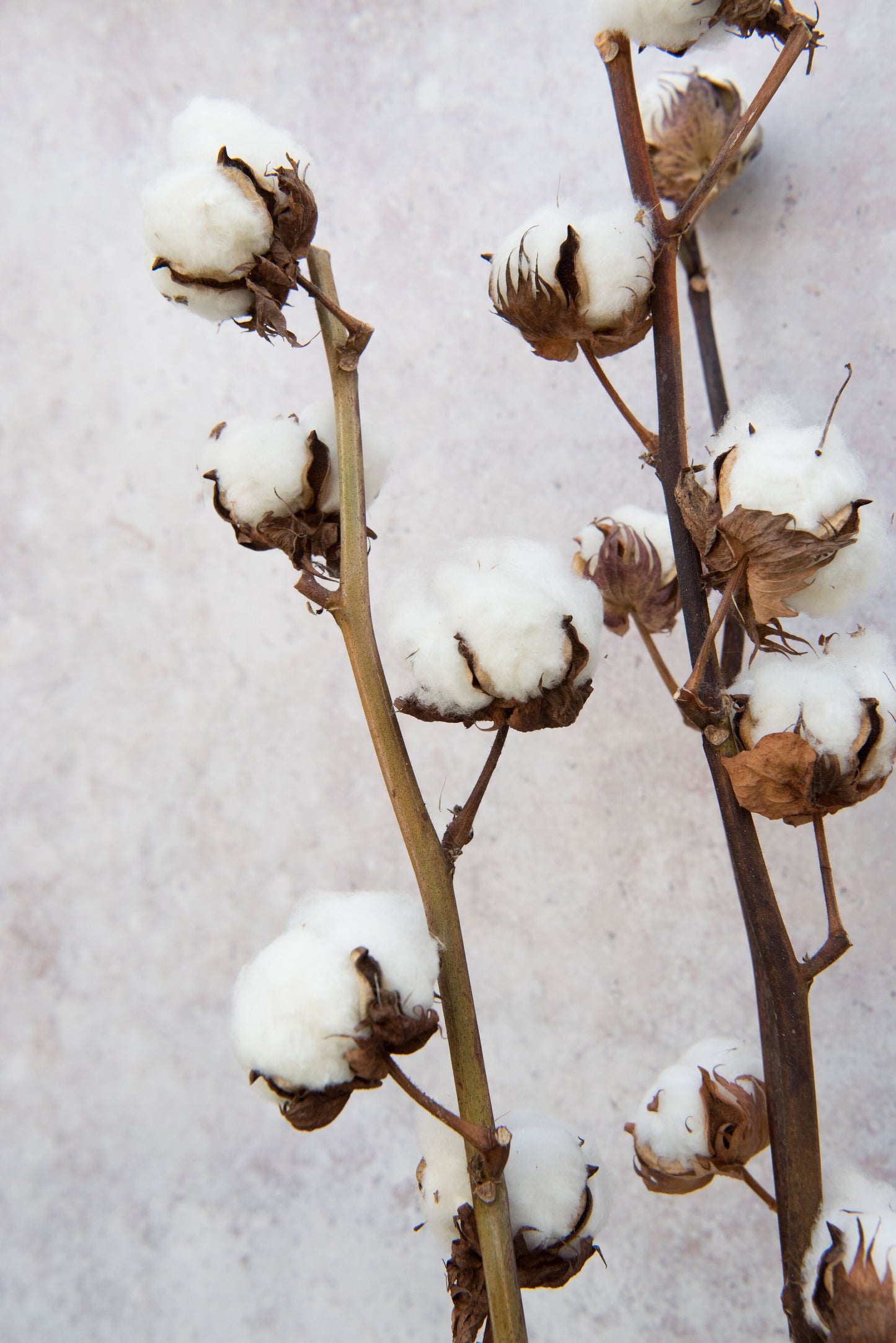 DRIED COTTON